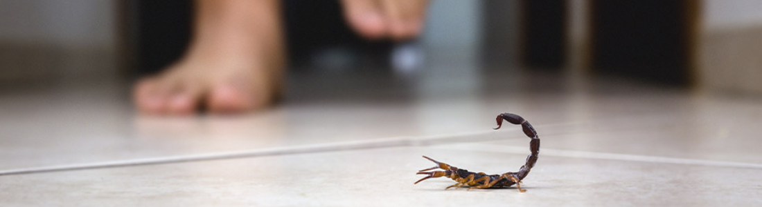 Casos de Escorpião em São Paulo 24 HORAS